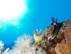 Bighorn nembrotha and sunburst taken at Ras Zatar, Ras Mo... by Nikki Van Veelen 